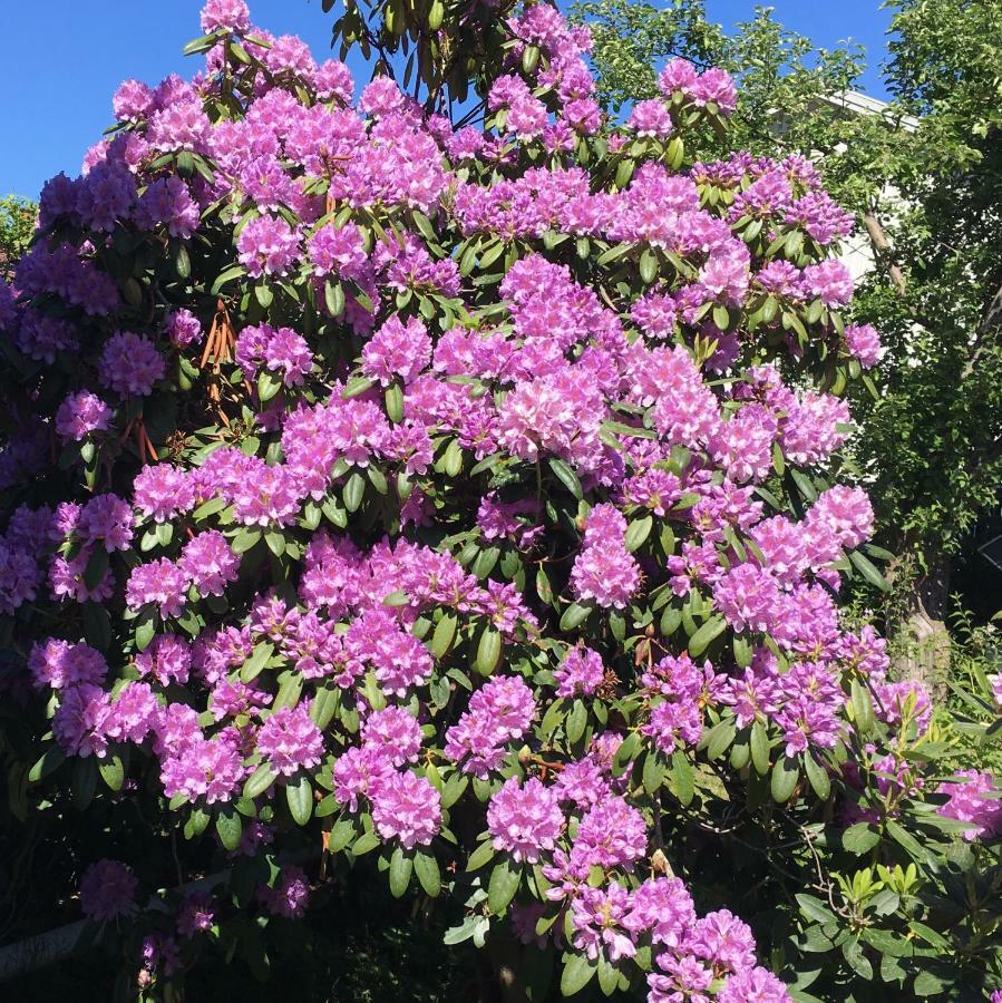 Parkgatan Villa Krylbo Dış mekan fotoğraf