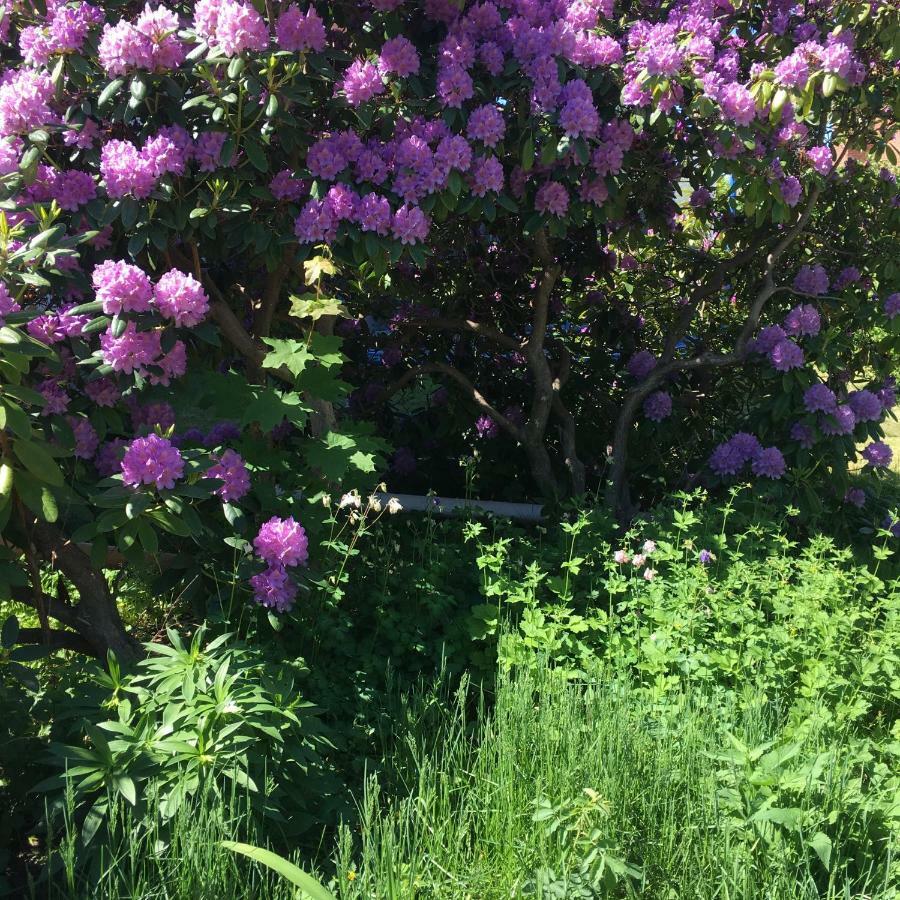 Parkgatan Villa Krylbo Dış mekan fotoğraf